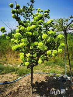 高度250厘米木绣球