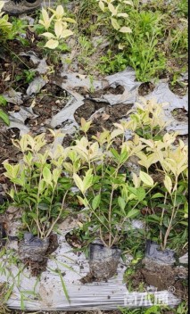 高度30厘米五彩桂花