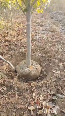 14公分二乔玉兰