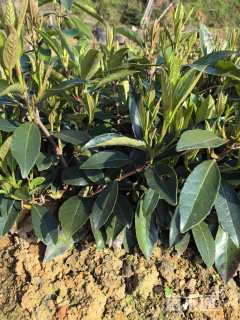 高度30厘米法国冬青