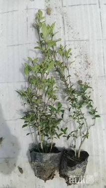 高度25厘米六月雪