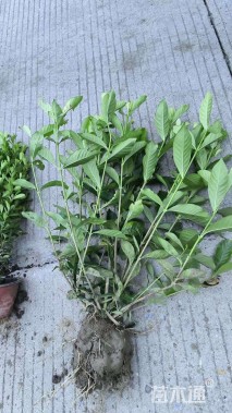 高度30厘米大叶栀子