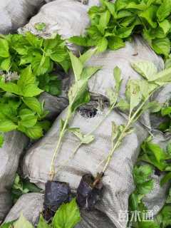 高度40厘米八仙花