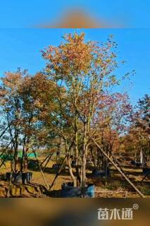 15公分(3杆)丛生乌桕