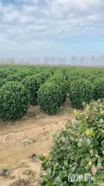 冠幅110厘米大叶黄杨球