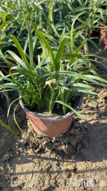 高度10厘米兰花三七草