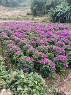 高度120厘米三角梅