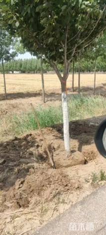 10公分日本晚樱