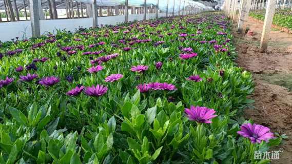 高度15厘米南非万寿菊