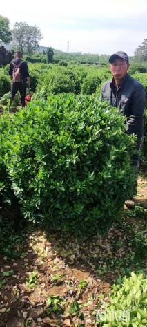 冠幅150厘米冬青球