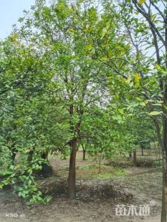 20公分丛生香橼