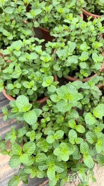 高度10厘米薄荷