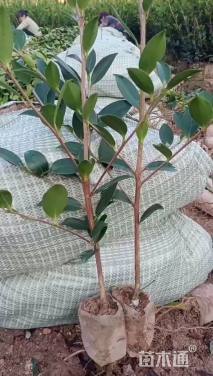 高度35厘米油茶