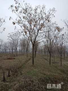 15公分栾树