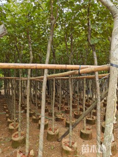 6公分黄花风铃木