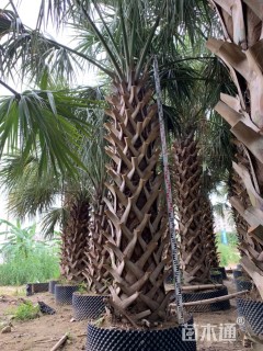 裸干高100厘米沙巴榈