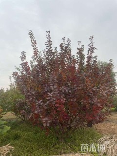 高度200厘米丛生黄栌