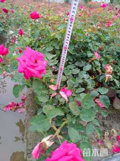 高度100厘米蔷薇
