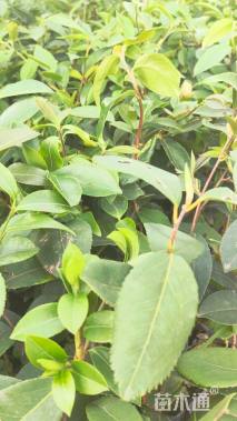 高度20厘米油茶小苗