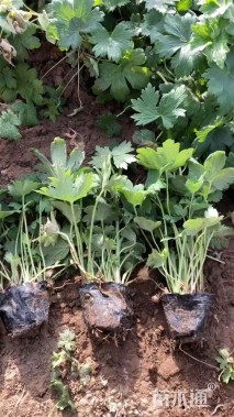 高度20厘米飞燕草