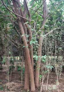 65公分桑树