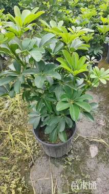 高度35厘米鸭脚木