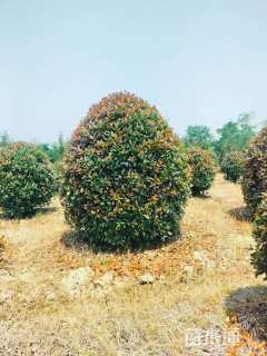 冠幅150厘米红叶石楠球