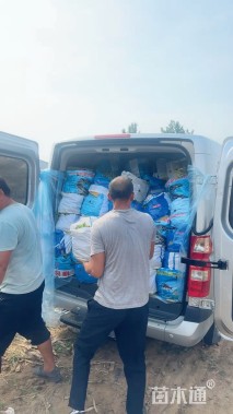 高度30厘米大吴风草