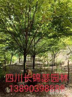 18公分榉树