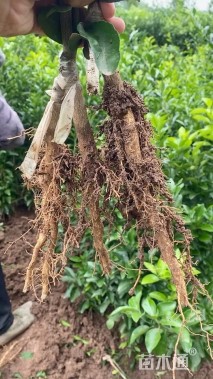 高度60厘米砂糖桔苗