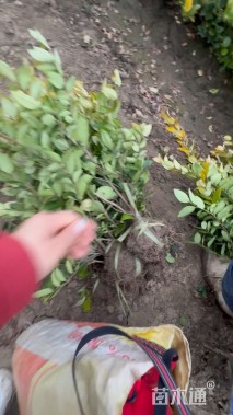 高度50厘米金森女贞