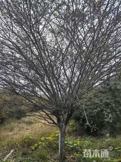 15公分垂丝海棠