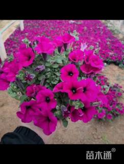 高度20厘米矮牵牛