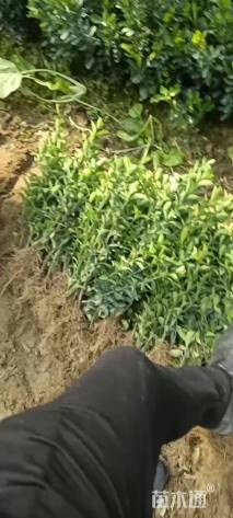 高度16厘米大叶黄杨