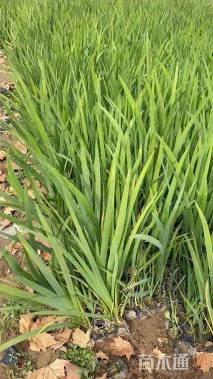 高度35厘米鸢尾