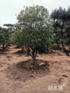 冠幅200厘米红叶石楠球