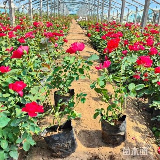 高度20厘米月季