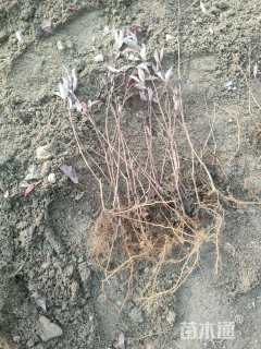 高度15厘米密枝红叶李