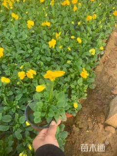 高度20厘米角堇