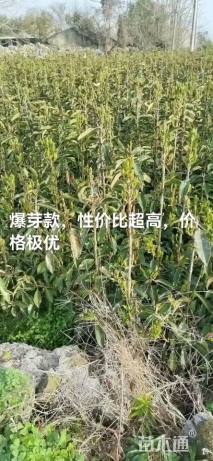 高度100厘米法国冬青