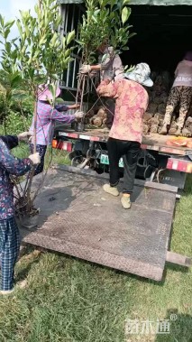 高度120厘米法国冬青