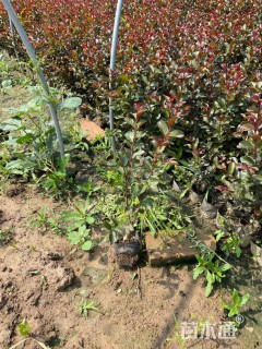 高度40厘米天鹅绒紫薇