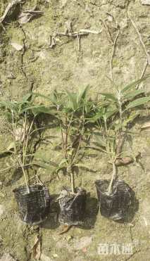 高度20厘米墨西哥鼠尾草