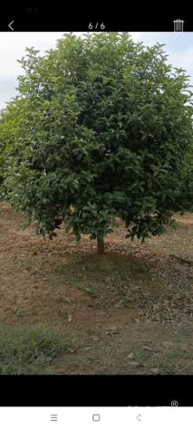 高度200厘米丛生桂花