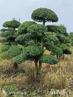 高度200厘米水蜡