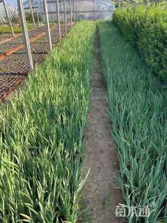 高度40厘米德国鸢尾