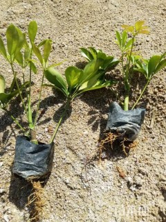 高度20厘米鸭脚木