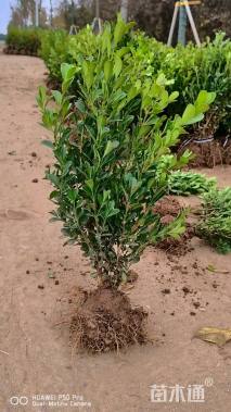 高度40厘米瓜子黄杨小苗