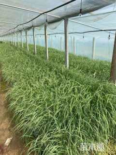 高度45厘米大布尼狼尾草