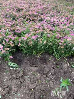 高度40厘米绣线菊